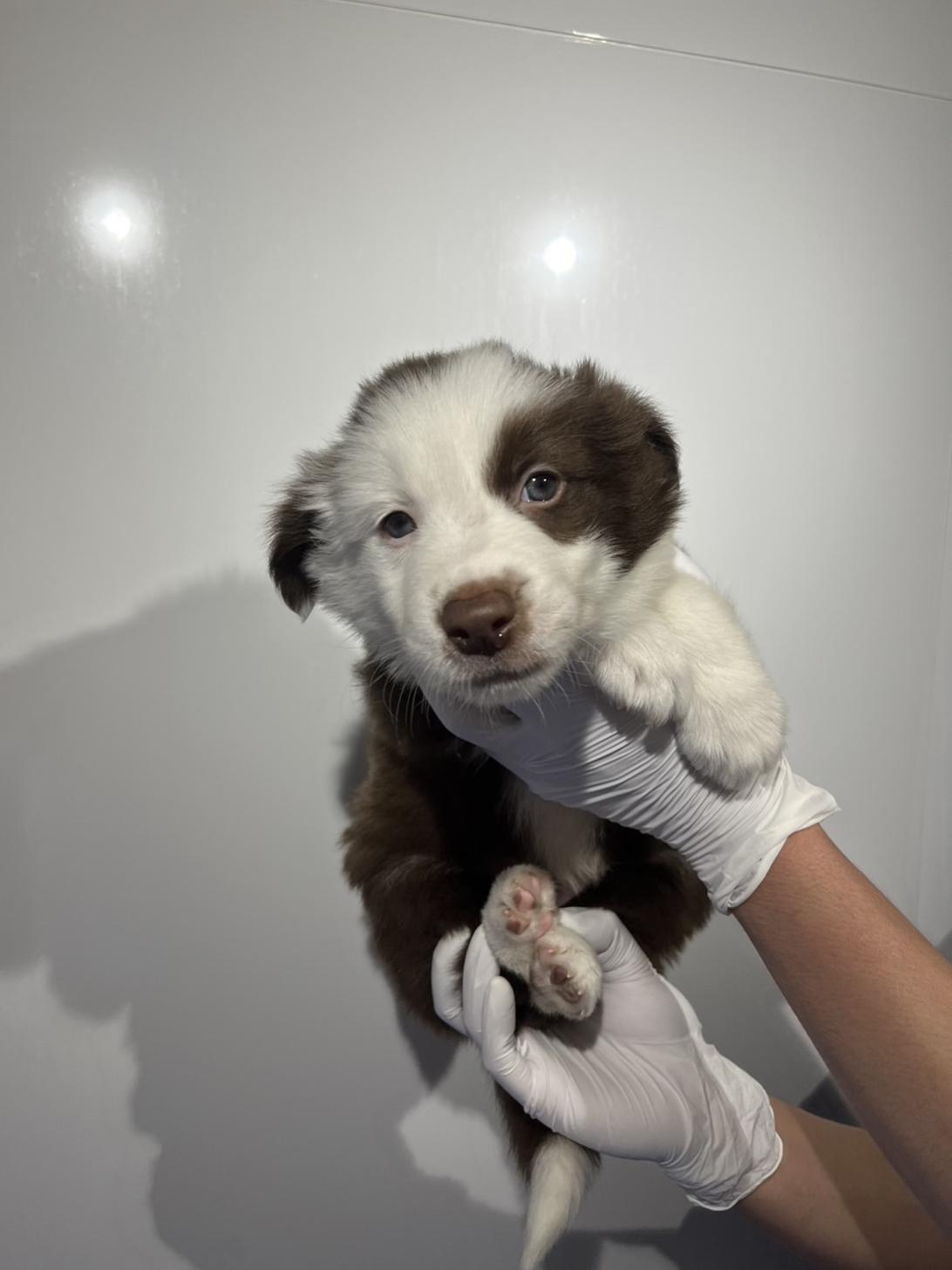 埼玉県のボーダーコリー (ペッツスマイル加須インター店/2026年1月11日生まれ/女の子/チョコレートホワイト)の子犬の3枚目の画像