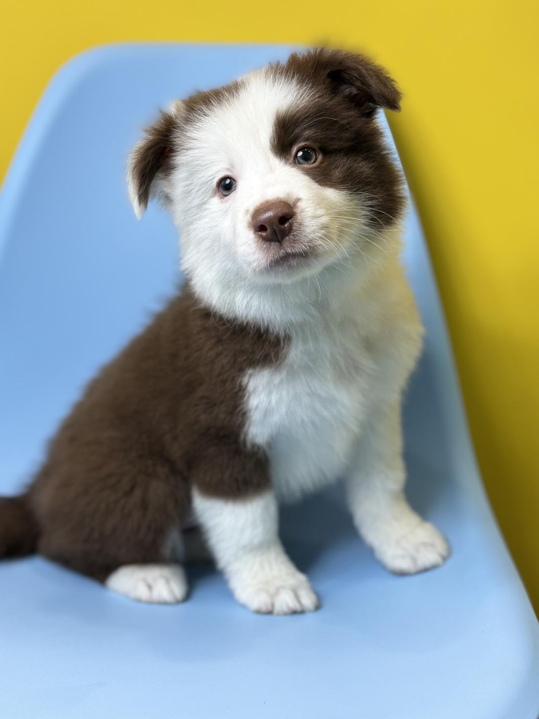 埼玉県のボーダーコリー (ペッツスマイル加須インター店/2026年1月11日生まれ/女の子/チョコレートホワイト)の子犬の3枚目の画像