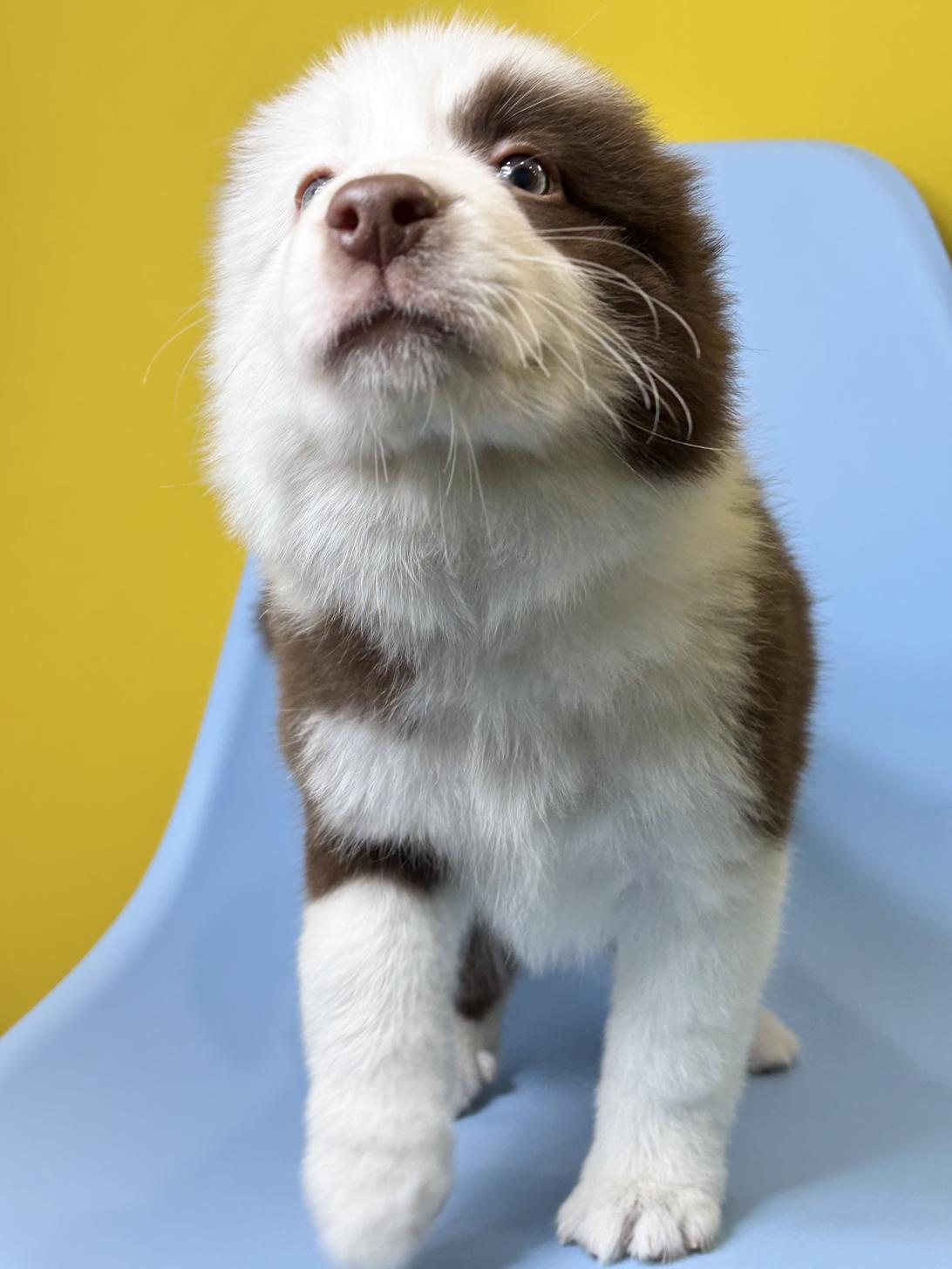 埼玉県のボーダーコリー (ペッツスマイル加須インター店/2026年1月11日生まれ/女の子/チョコレートホワイト)の子犬の4枚目の画像