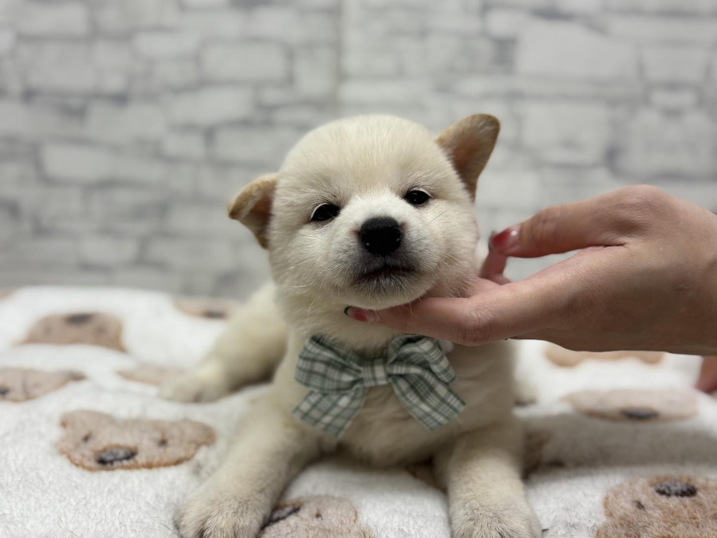 東京都の柴犬(標準サイズ) (ディスワン若葉台店/2025年5月11日生まれ/男の子/白)の子犬の1枚目の画像