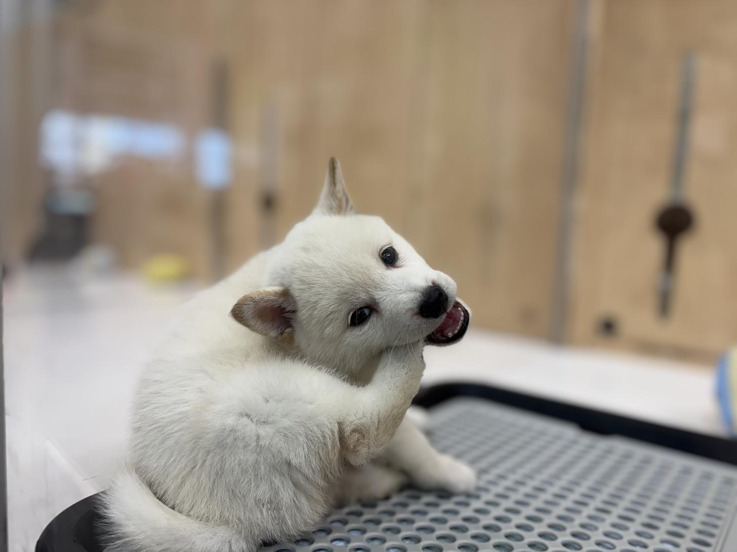 東京都の柴犬(標準サイズ) (ディスワン若葉台店/2025年5月11日生まれ/男の子/白)の子犬の2枚目の画像