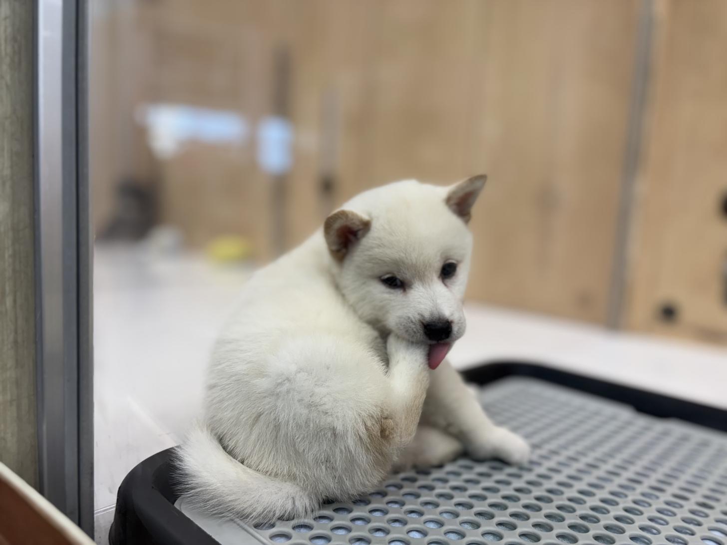 東京都の柴犬(標準サイズ) (ディスワン若葉台店/2025年5月11日生まれ/男の子/白)の子犬の3枚目の画像