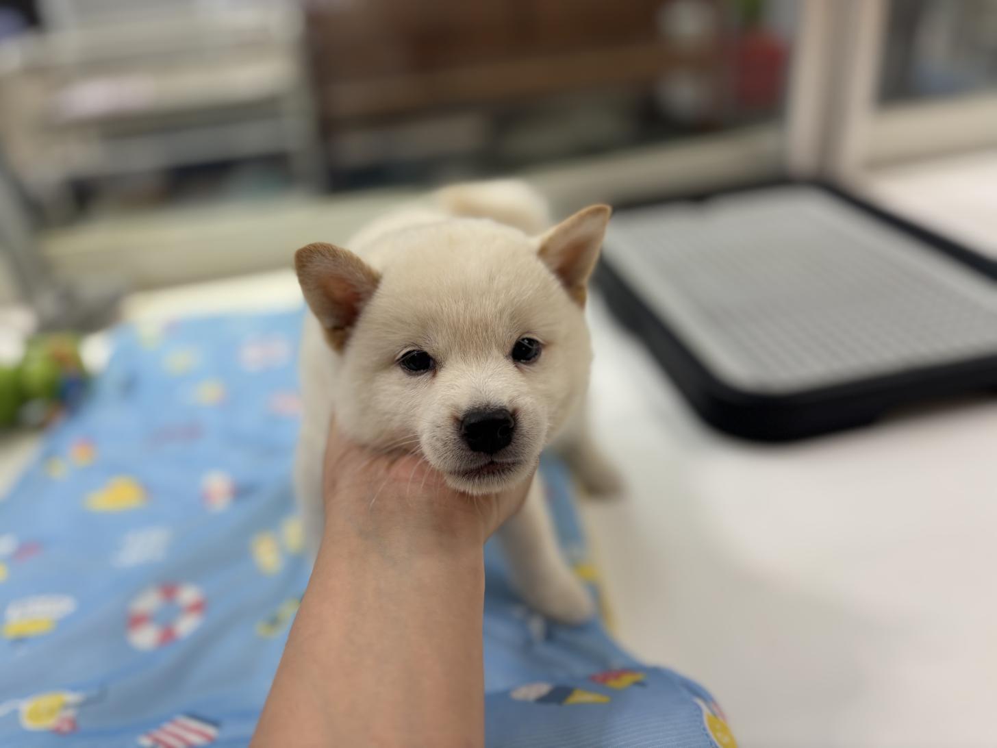 東京都の柴犬(標準サイズ) (ディスワン若葉台店/2025年5月11日生まれ/男の子/白)の子犬の4枚目の画像