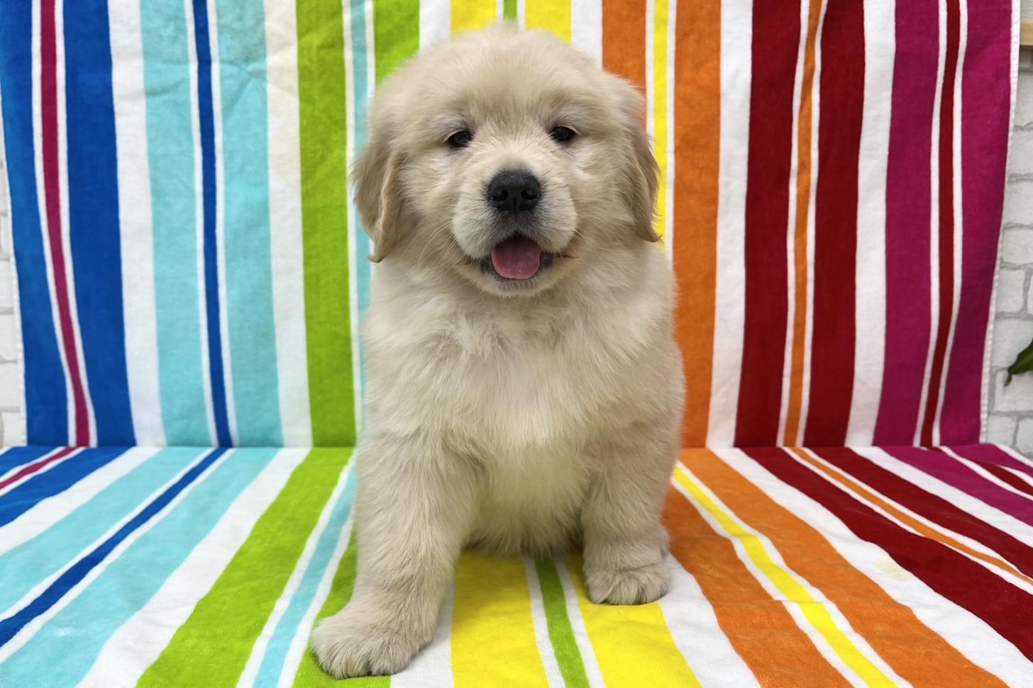 愛知県のゴールデンレトリバー (ハピースペット一宮三条アミーゴ店/2025年11月12日生まれ/女の子/ゴールド)の子犬の1枚目の画像