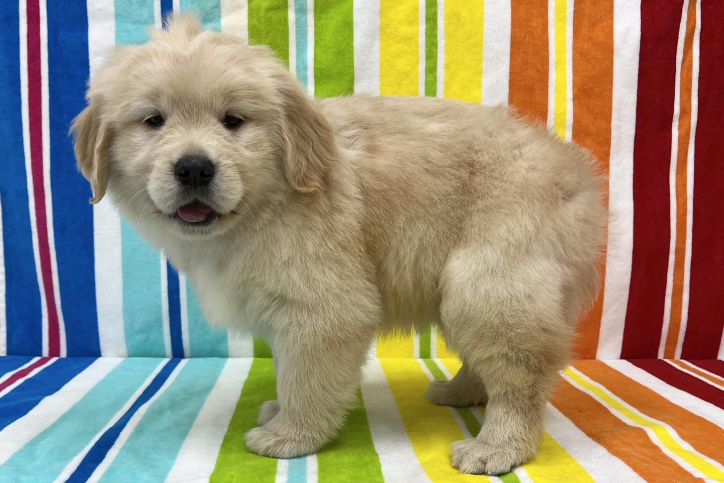 愛知県のゴールデンレトリバー (ハピースペット一宮三条アミーゴ店/2025年11月12日生まれ/女の子/ゴールド)の子犬の3枚目の画像