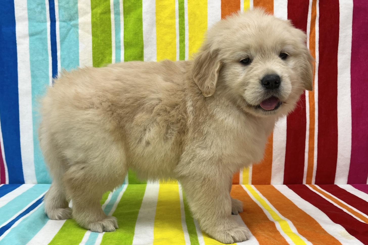 愛知県のゴールデンレトリバー (ハピースペット一宮三条アミーゴ店/2025年11月12日生まれ/女の子/ゴールド)の子犬の4枚目の画像