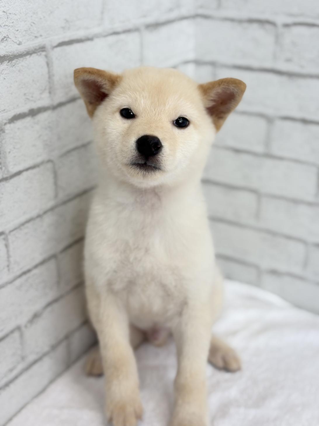 埼玉県の豆柴 (ペッツスマイル加須インター店/2025年6月28日生まれ/男の子/白)の子犬の1枚目の画像