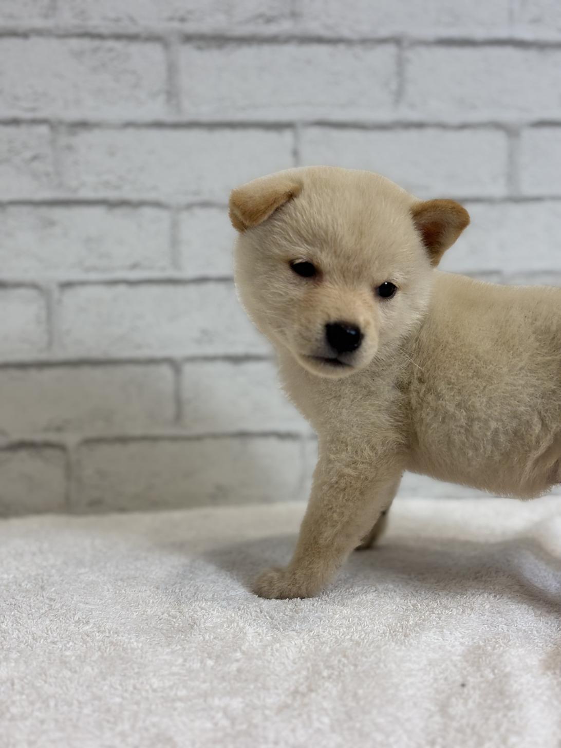 埼玉県の豆柴 (ペッツスマイル加須インター店/2025年6月28日生まれ/男の子/白)の子犬の1枚目の画像