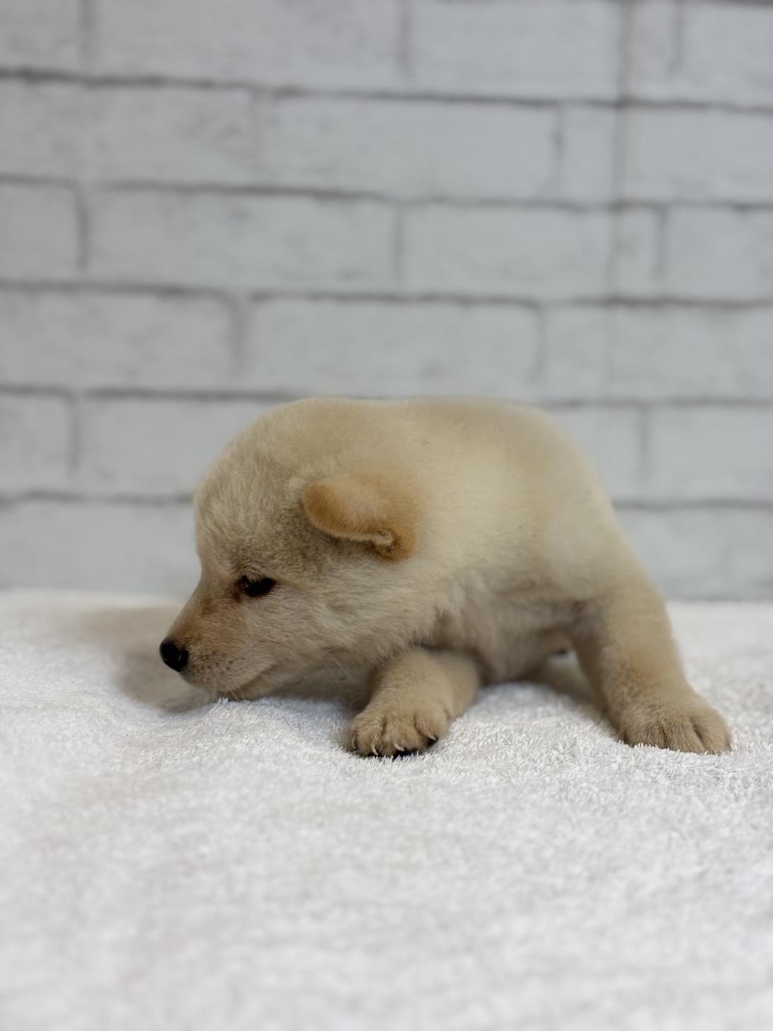 埼玉県の豆柴 (ペッツスマイル加須インター店/2025年6月28日生まれ/男の子/白)の子犬の3枚目の画像
