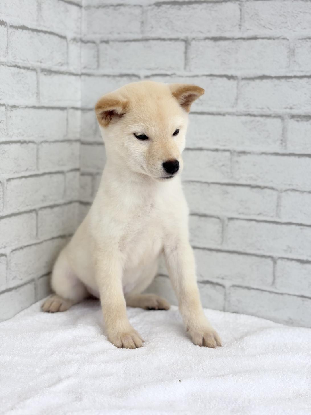 埼玉県の豆柴 (ペッツスマイル加須インター店/2025年6月28日生まれ/男の子/白)の子犬の4枚目の画像