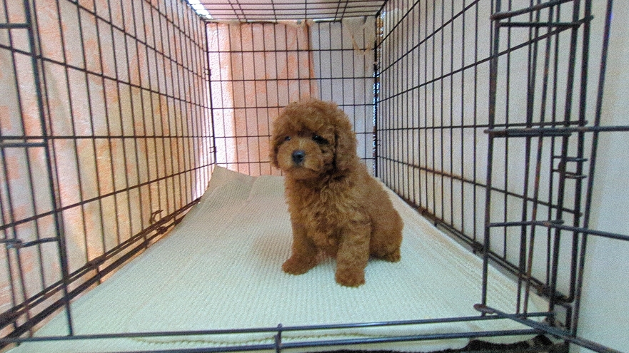 茨城県のトイプードル(トイ) (ペットショップスズキ/2026年5月12日生まれ/女の子/レッド)の子犬