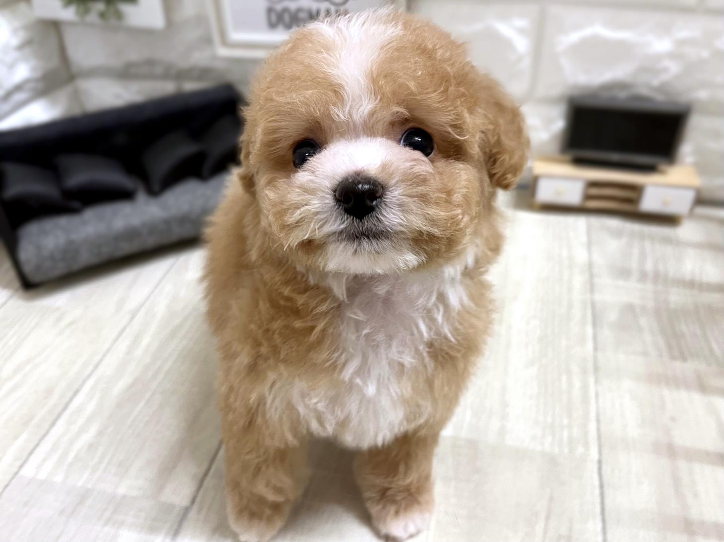 大阪府のビションプー(ビションフリーゼ×プードル) (DOGMAN平野瓜破店/2026年2月22日生まれ/男の子/レッドホワイト)の子犬の1枚目の画像