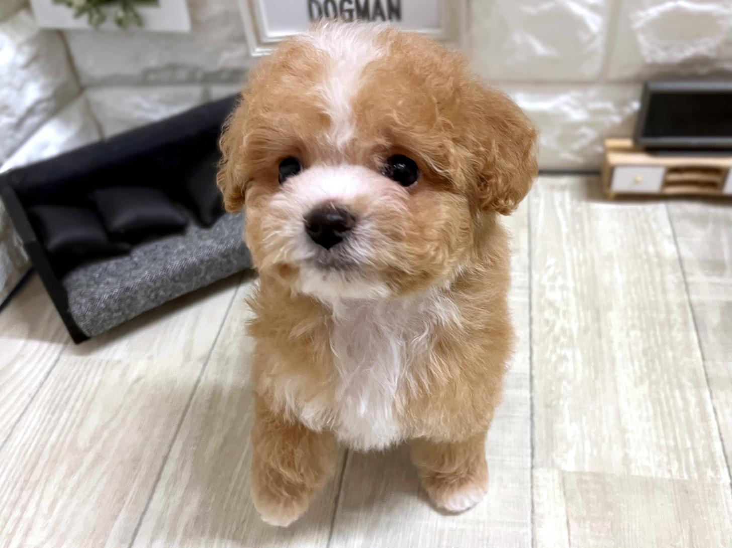 大阪府のビションプー(ビションフリーゼ×プードル) (DOGMAN平野瓜破店/2026年2月22日生まれ/男の子/レッドホワイト)の子犬の2枚目の画像