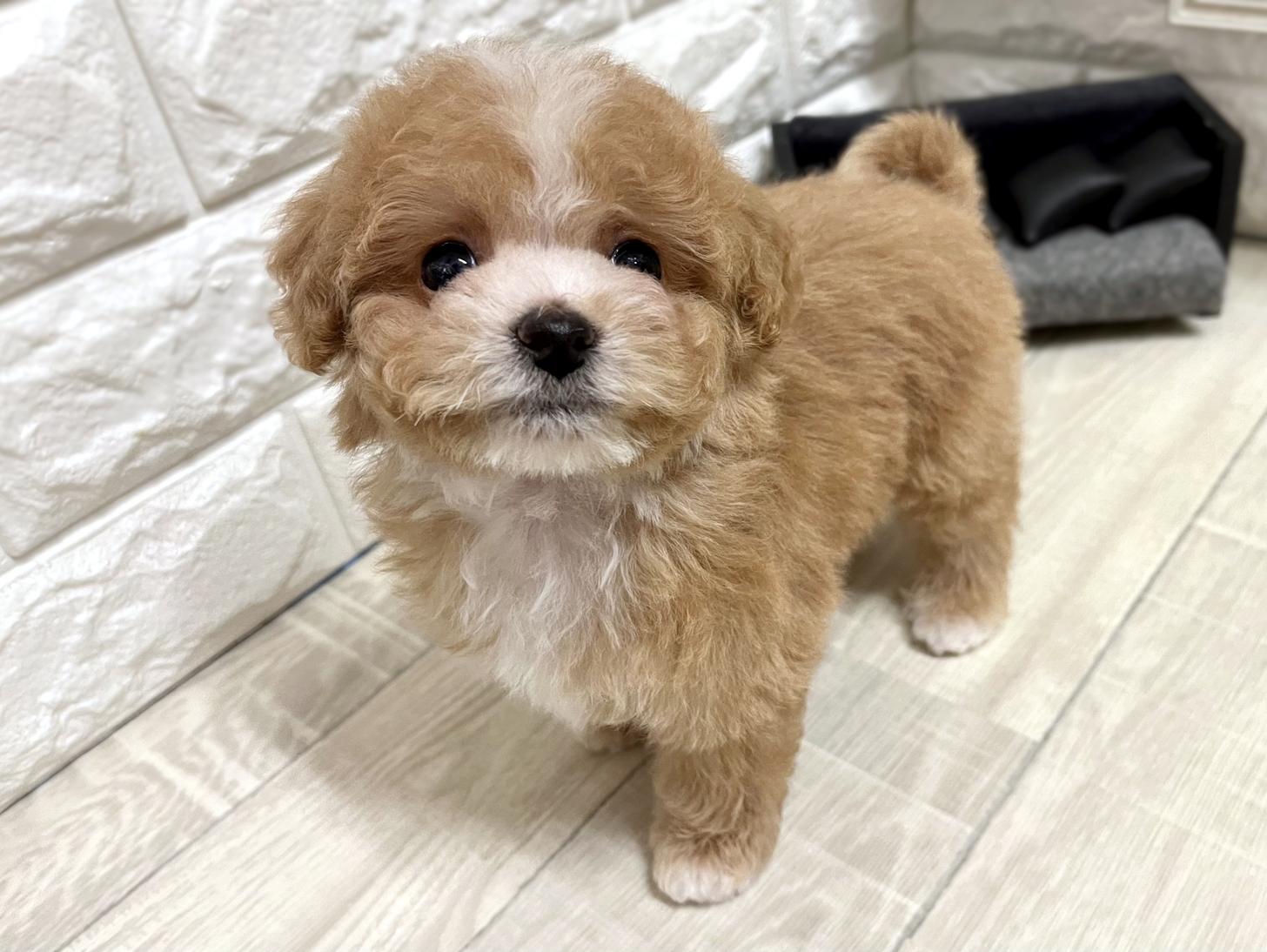 大阪府のビションプー(ビションフリーゼ×プードル) (DOGMAN平野瓜破店/2026年2月22日生まれ/男の子/レッドホワイト)の子犬の3枚目の画像