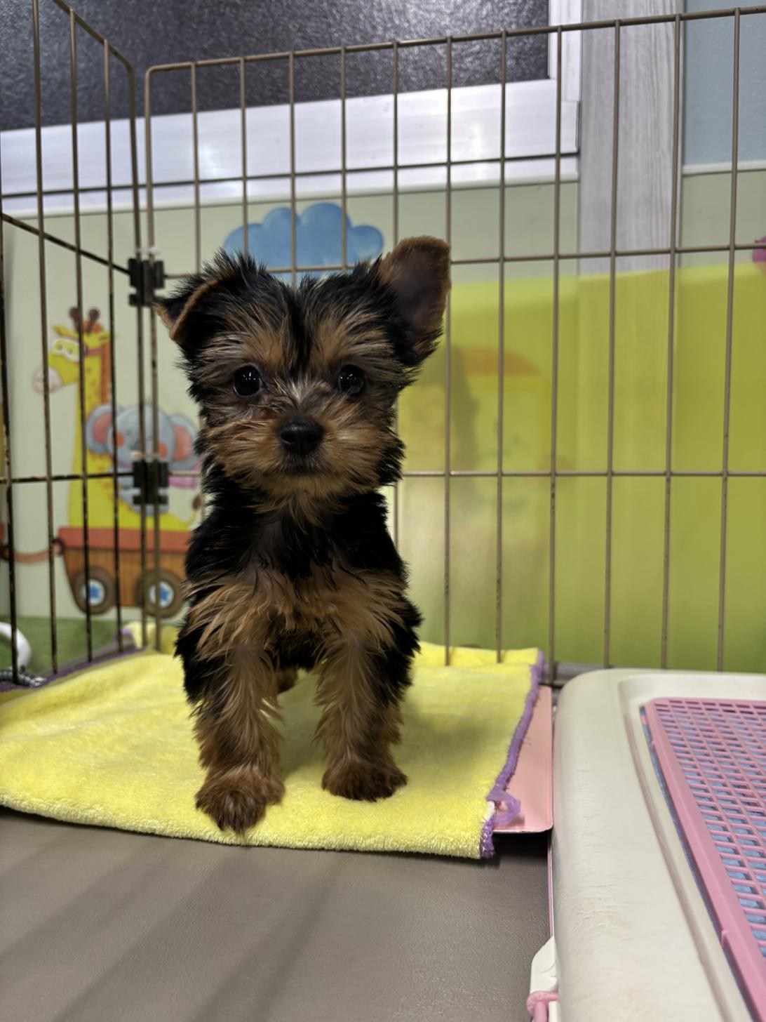 愛知県のヨークシャーテリア (子いぬの足あと/2025年9月24日生まれ/女の子/スチールブルータン)の子犬