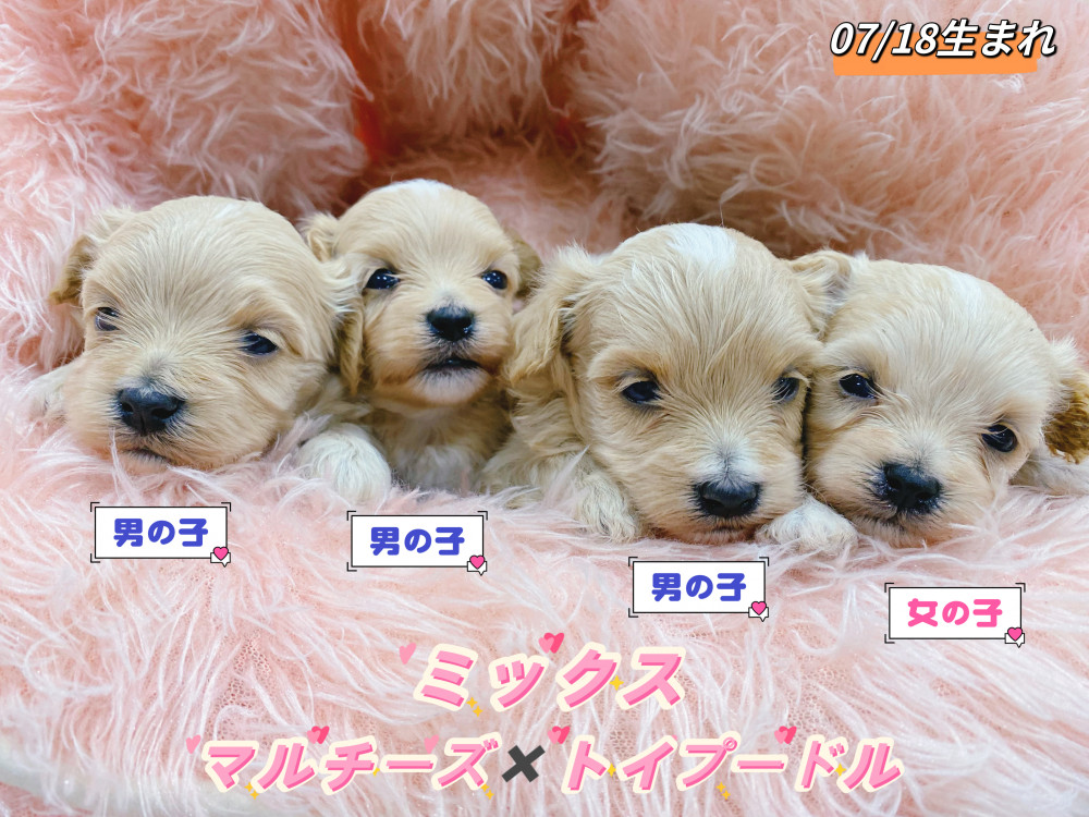 新潟県のマルプー(マルチーズ×プードル) (竹内ペット 新津本店/2026年7月18日生まれ/男の子/クリーム)の子犬の1枚目の画像