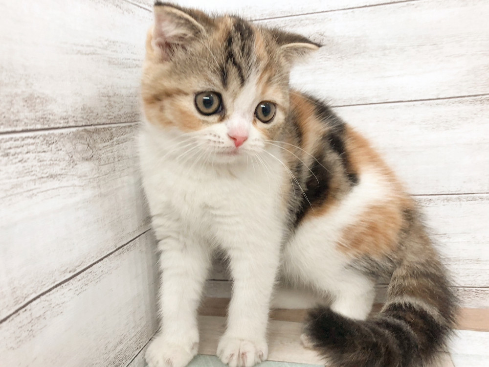 新潟県のハーフ猫・ミックス猫 (竹内ペット 白根店/2026年4月29日生まれ/女の子/その他色)の子猫の1枚目の画像