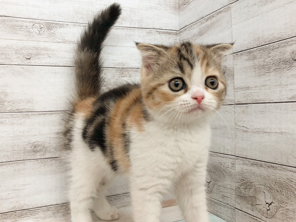 新潟県のハーフ猫・ミックス猫 (竹内ペット 白根店/2026年4月29日生まれ/女の子/その他色)の子猫の2枚目の画像