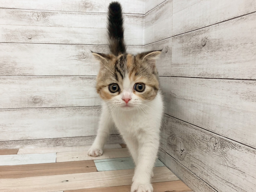 新潟県のハーフ猫・ミックス猫 (竹内ペット 白根店/2026年4月29日生まれ/女の子/その他色)の子猫の3枚目の画像