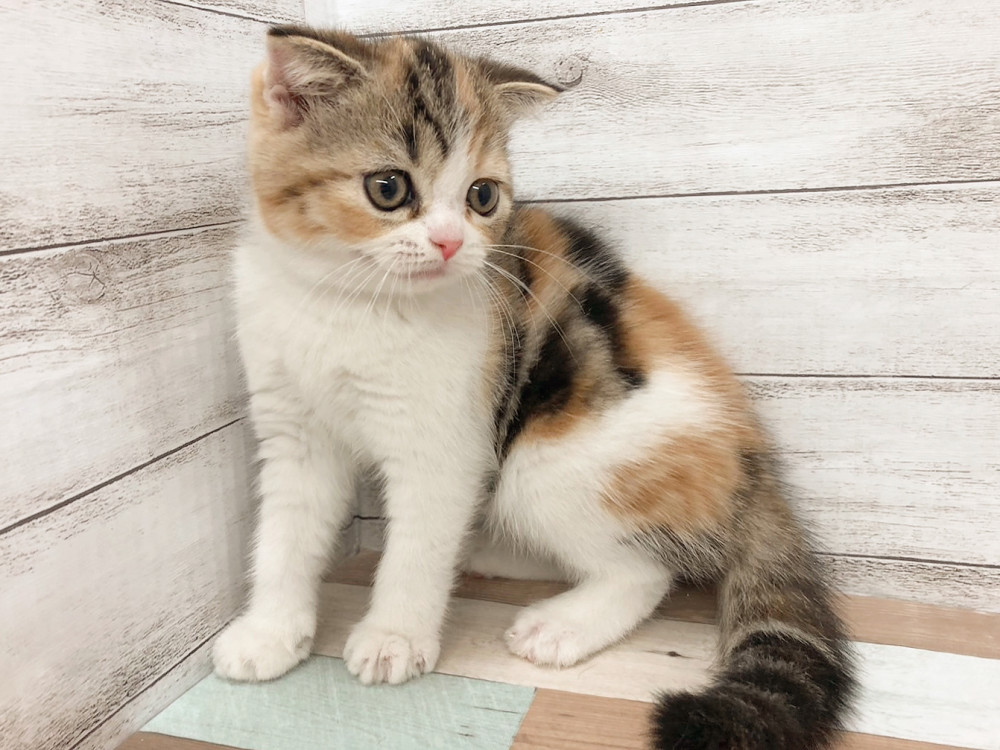 新潟県のハーフ猫・ミックス猫 (竹内ペット 白根店/2026年4月29日生まれ/女の子/その他色)の子猫の4枚目の画像