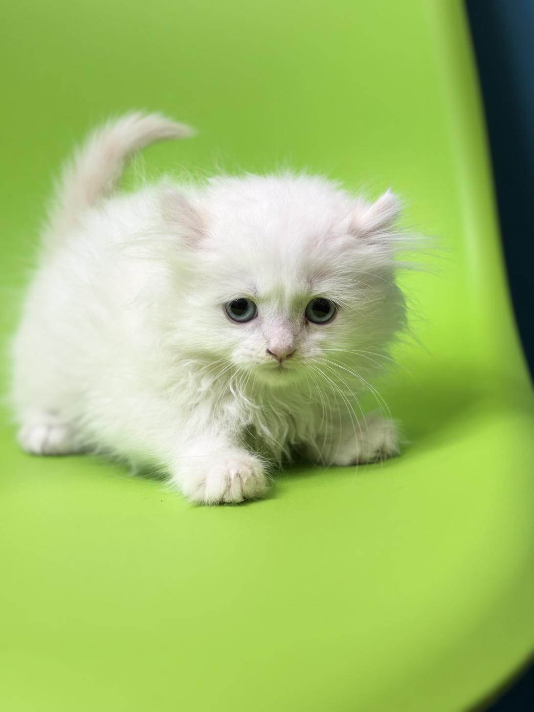 埼玉県のアメリカンカール (ペッツスマイル加須インター店/2026年1月16日生まれ/女の子/クリームホワイトバン)の子猫の1枚目の画像