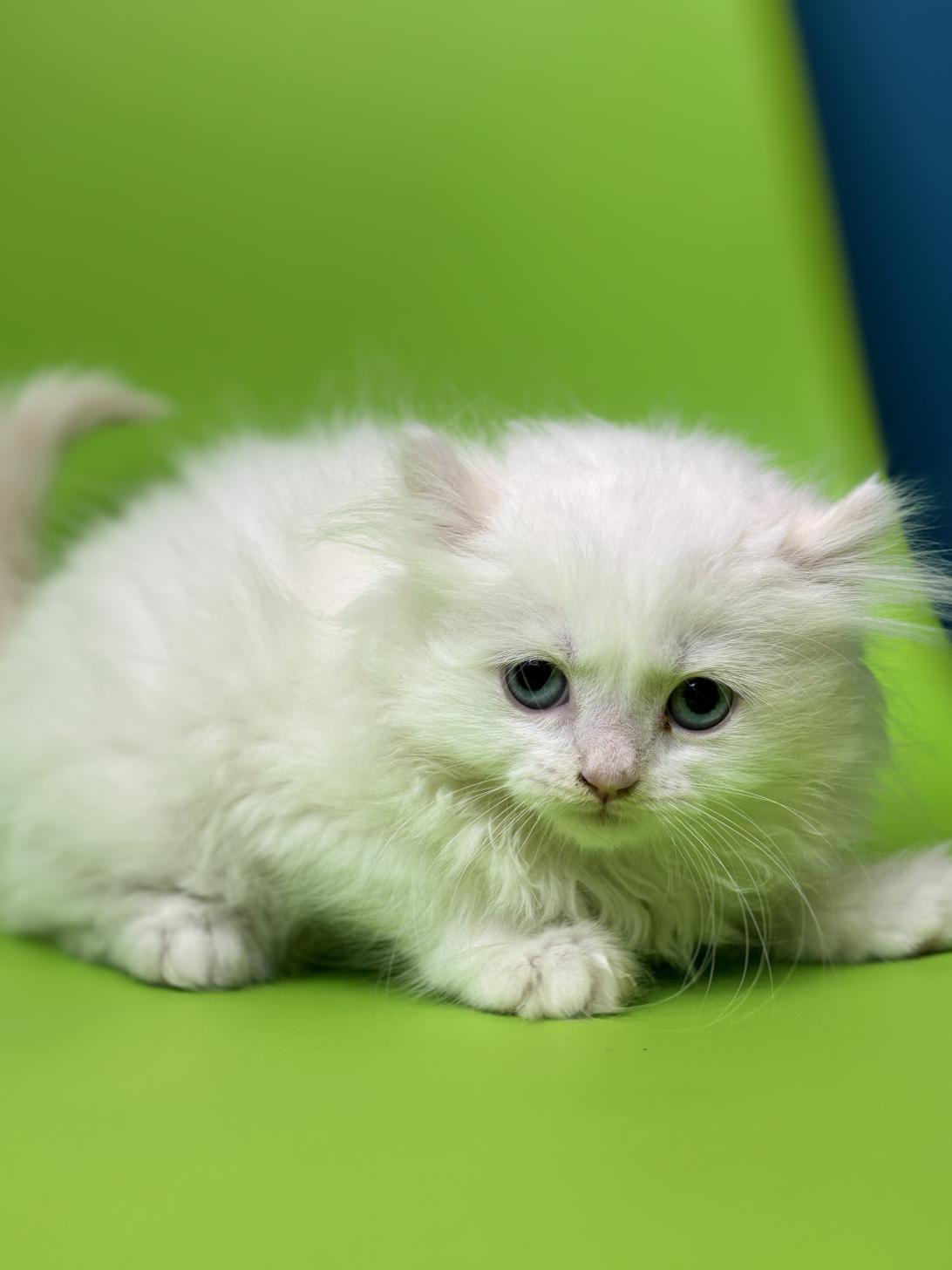 埼玉県のアメリカンカール (ペッツスマイル加須インター店/2026年1月16日生まれ/女の子/クリームホワイトバン)の子猫の2枚目の画像