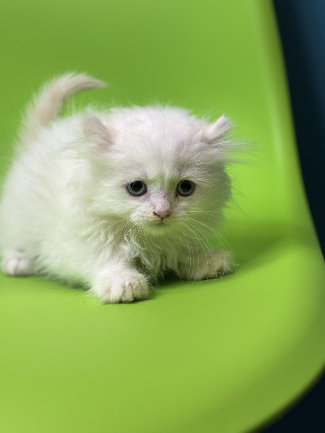 埼玉県のアメリカンカール (ペッツスマイル加須インター店/2026年1月16日生まれ/女の子/クリームホワイトバン)の子猫の3枚目の画像