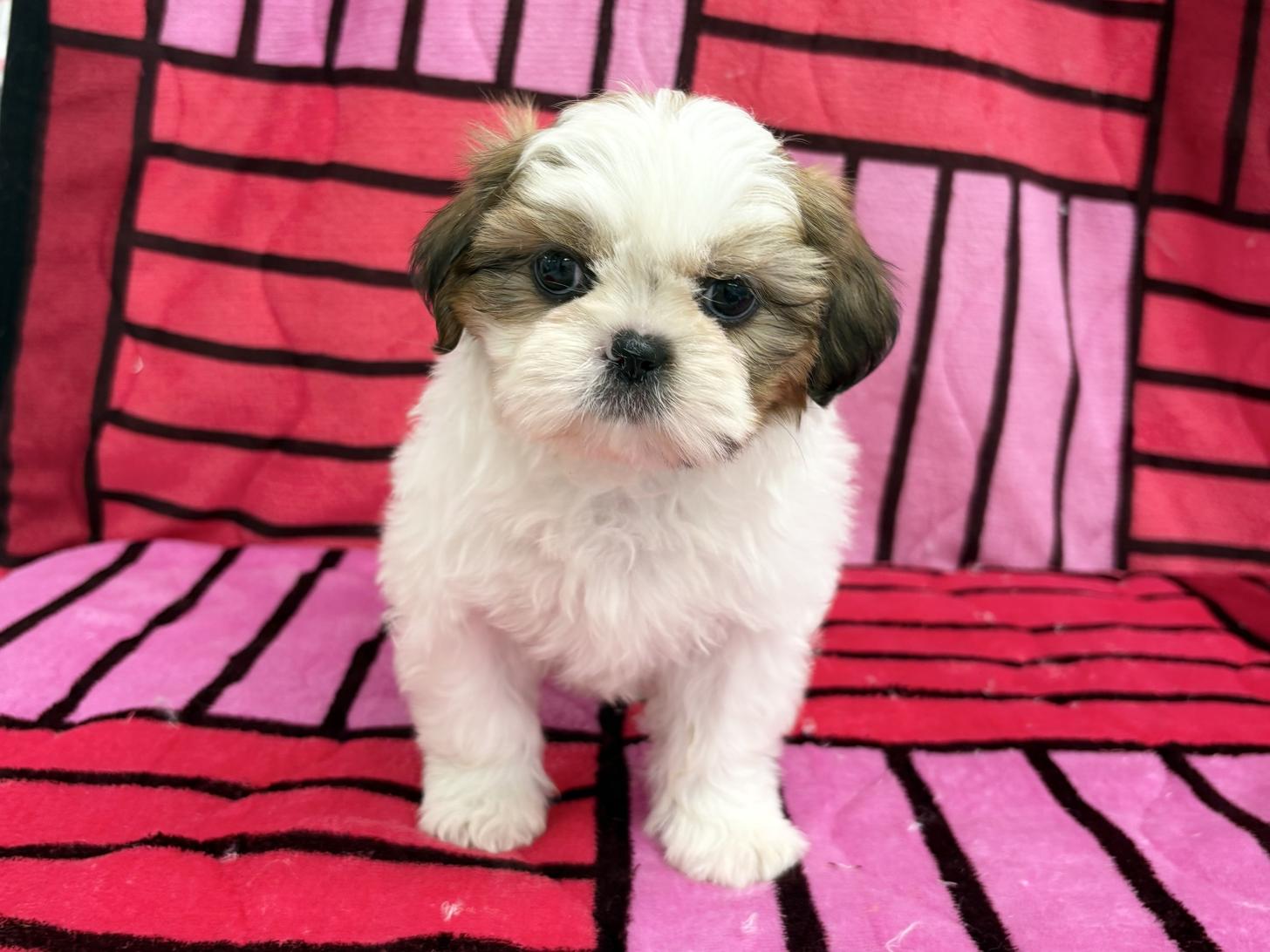 愛知県のシーズー (ハピースペット春日井アミーゴ店/2025年12月21日生まれ/女の子/ゴールドホワイト)の子犬の1枚目の画像