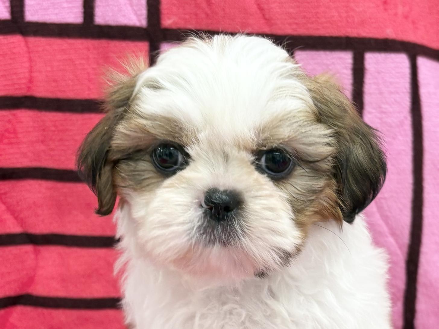 愛知県のシーズー (ハピースペット春日井アミーゴ店/2025年12月21日生まれ/女の子/ゴールドホワイト)の子犬の2枚目の画像