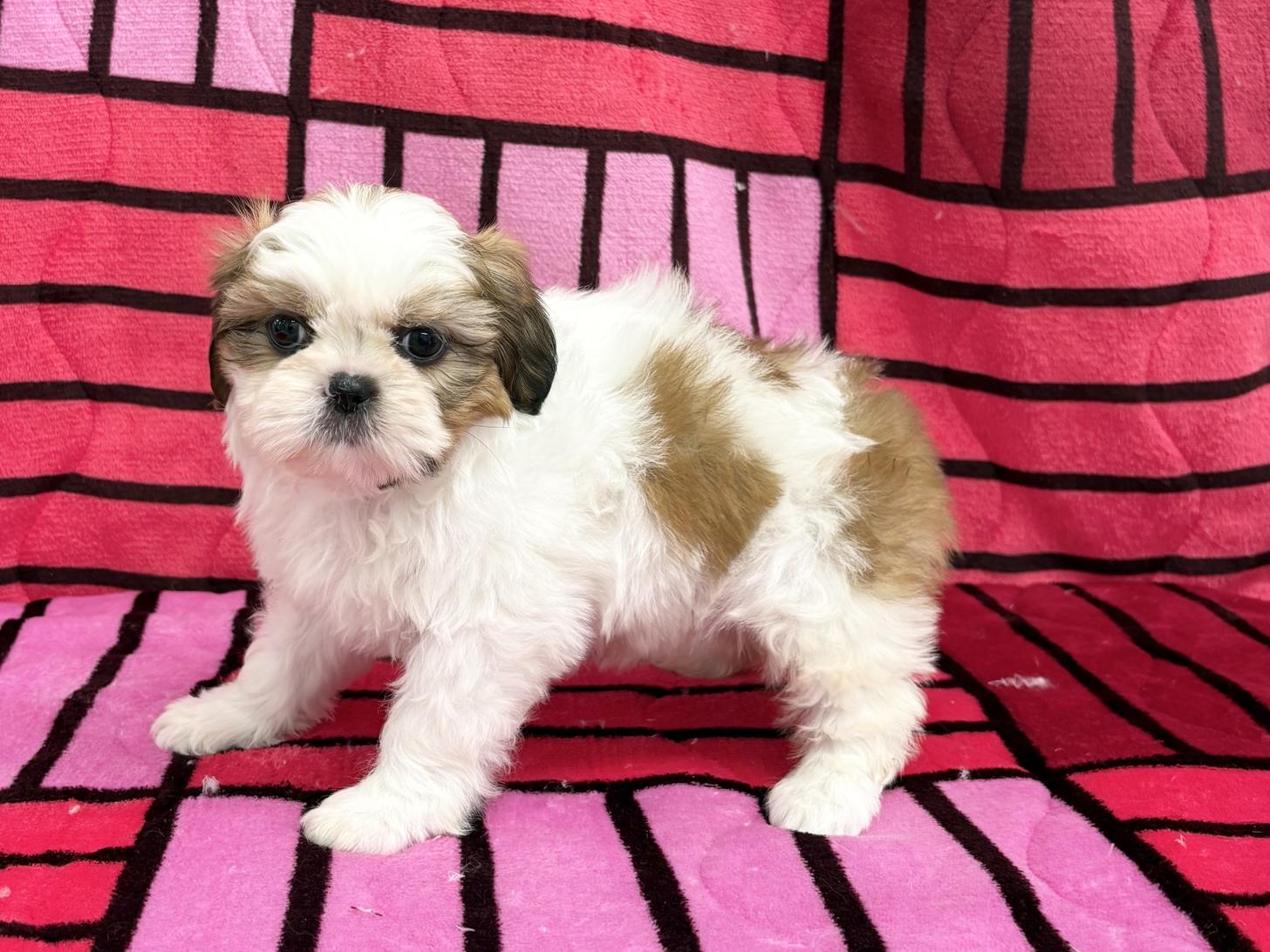 愛知県のシーズー (ハピースペット春日井アミーゴ店/2025年12月21日生まれ/女の子/ゴールドホワイト)の子犬の3枚目の画像