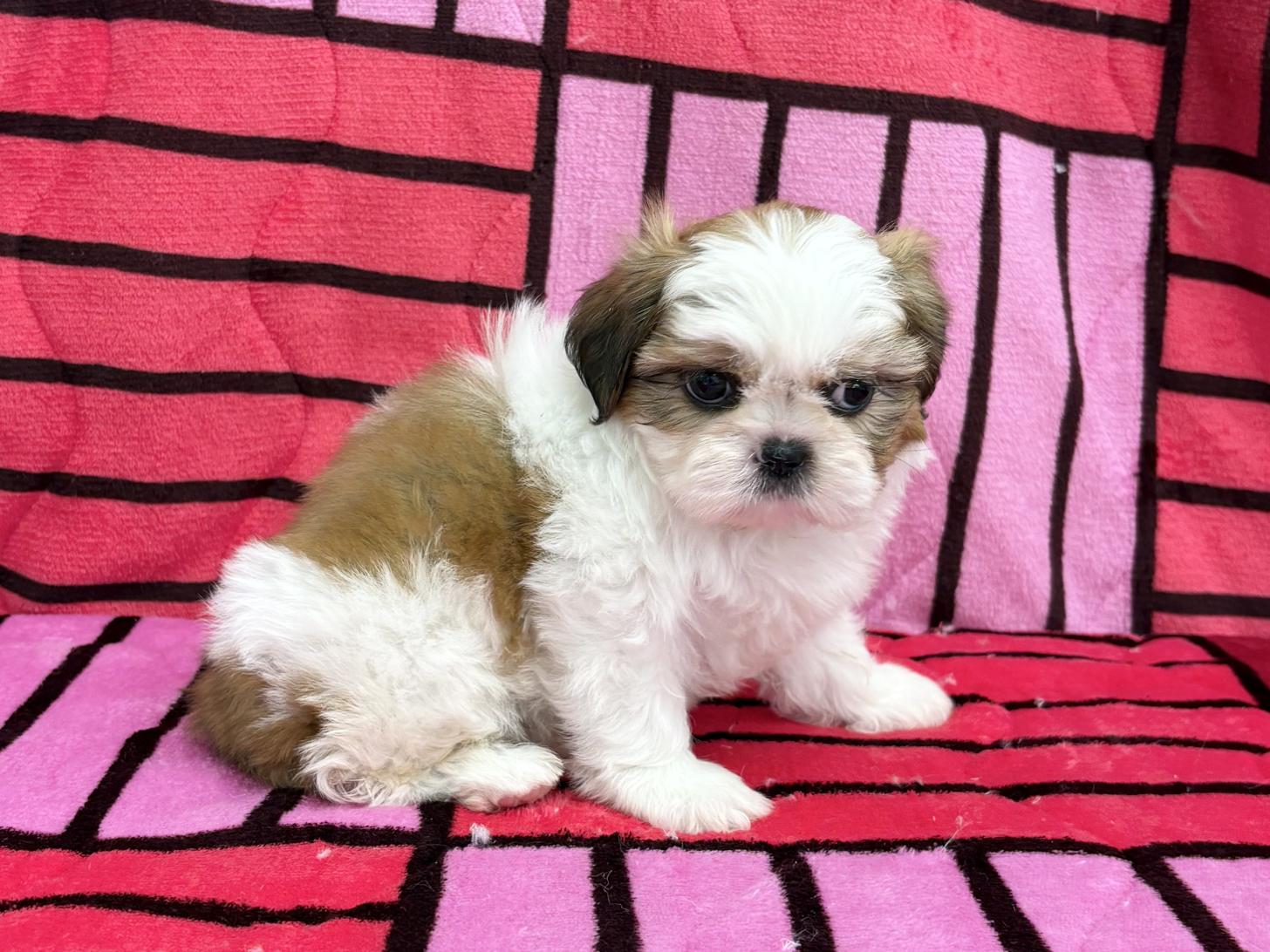 愛知県のシーズー (ハピースペット春日井アミーゴ店/2025年12月21日生まれ/女の子/ゴールドホワイト)の子犬の4枚目の画像