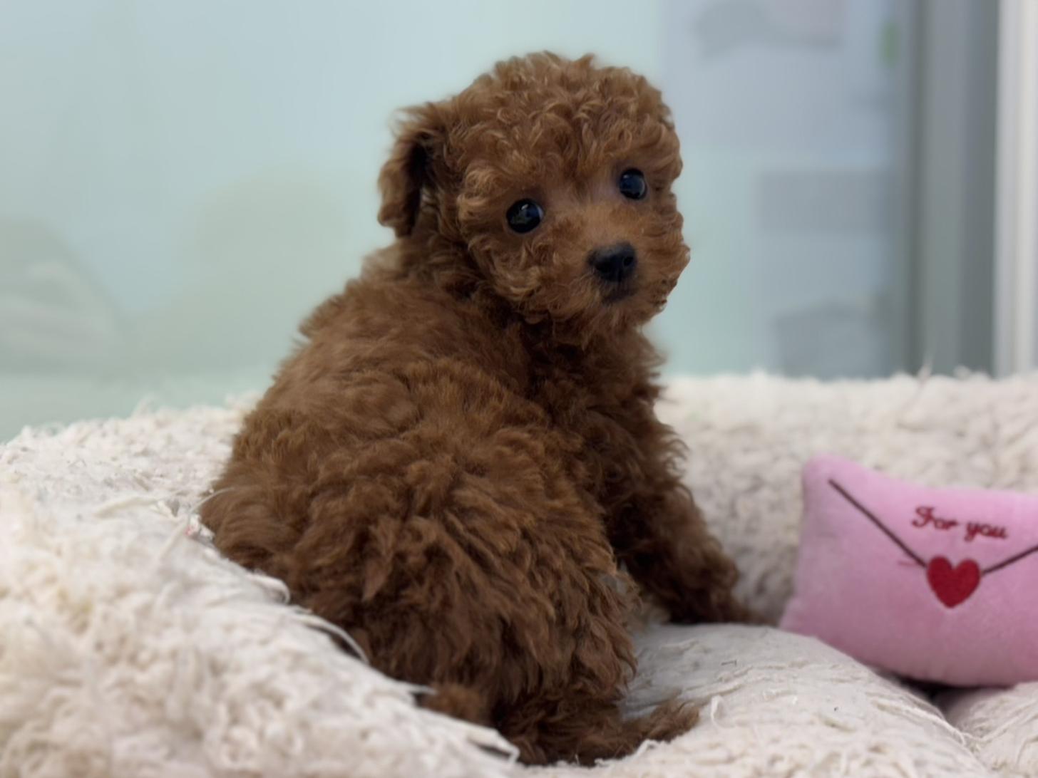 神奈川県のトイプードル(トイ) (Doggy Style 小田原店/2025年10月18日生まれ/女の子/レッド)の子犬の1枚目の画像