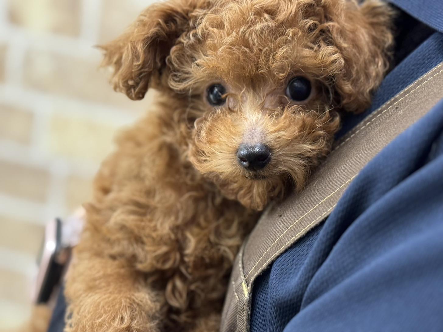 神奈川県のトイプードル(トイ) (Doggy Style 小田原店/2025年10月18日生まれ/女の子/レッド)の子犬の1枚目の画像