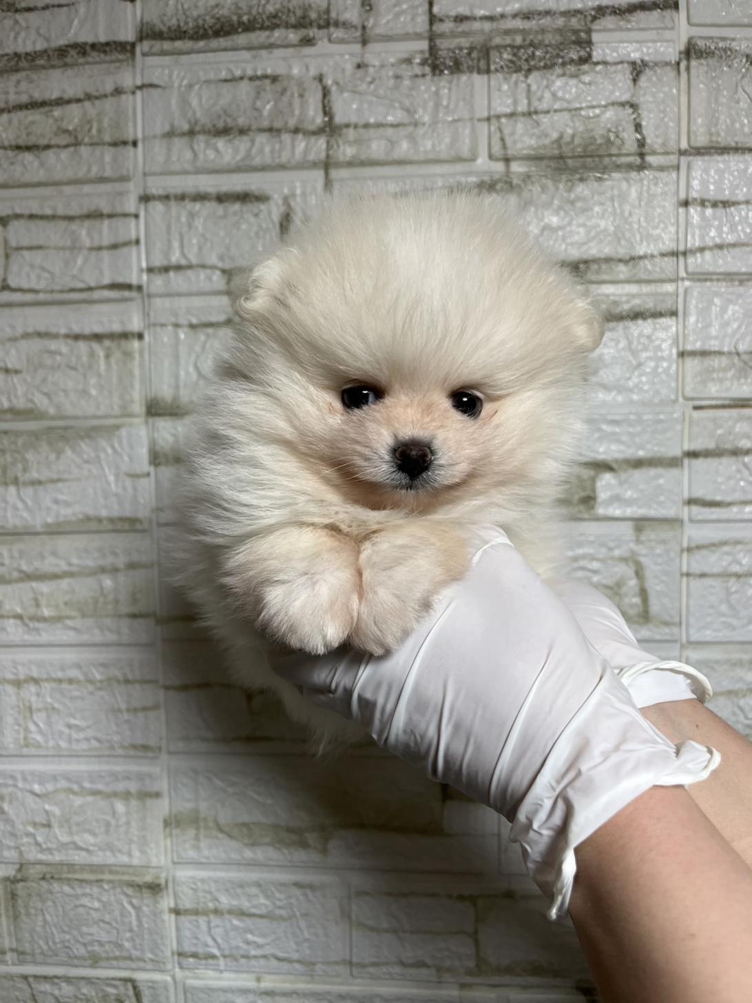 埼玉県のポメラニアン (ペッツスマイル南中野店/2026年1月15日生まれ/男の子/ホワイト)の子犬の1枚目の画像