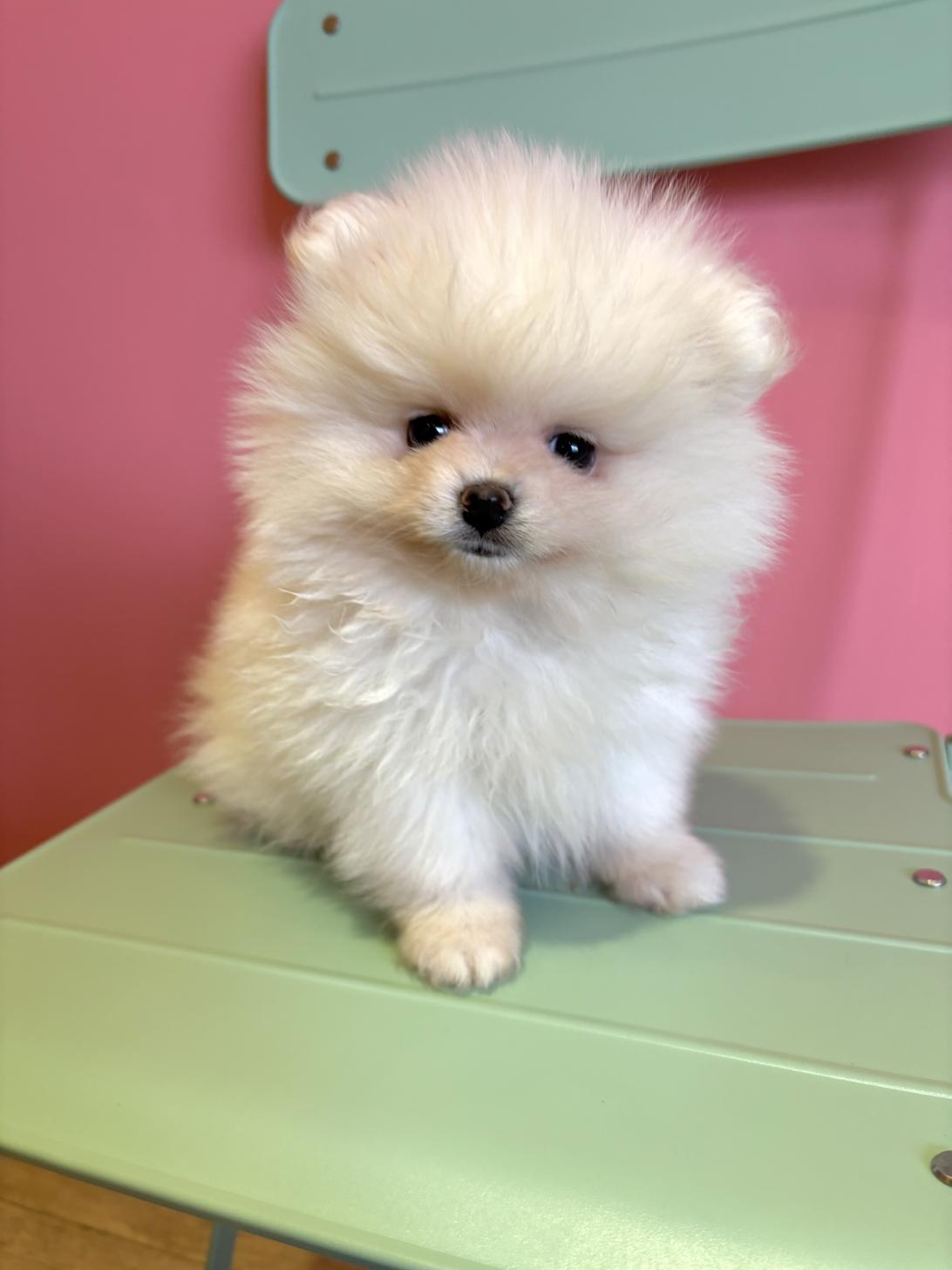 埼玉県のポメラニアン (ペッツスマイル南中野店/2026年1月15日生まれ/男の子/ホワイト)の子犬の1枚目の画像