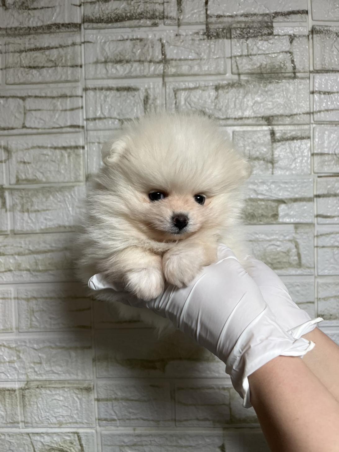 埼玉県のポメラニアン (ペッツスマイル南中野店/2026年1月15日生まれ/男の子/ホワイト)の子犬の2枚目の画像