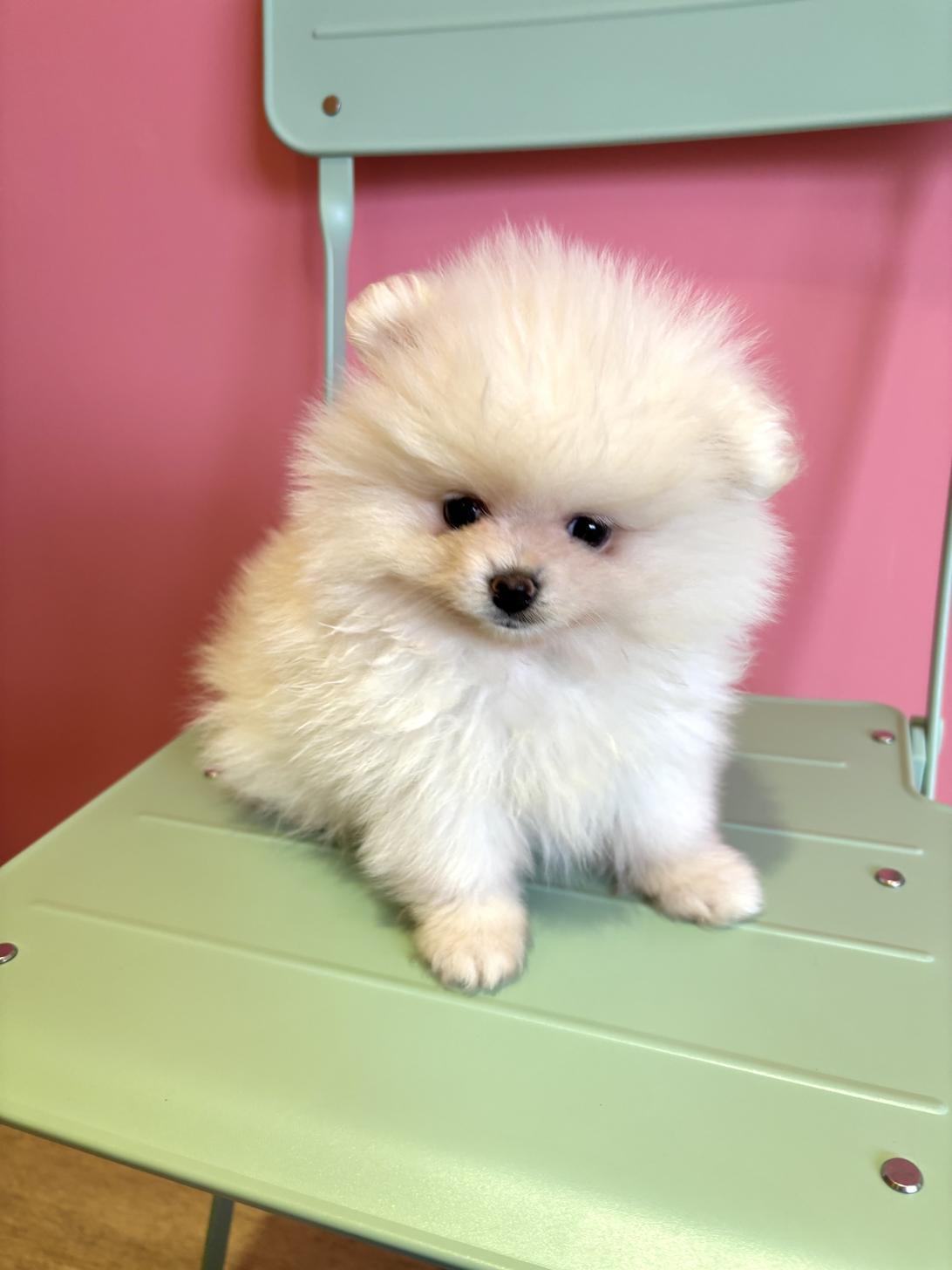 埼玉県のポメラニアン (ペッツスマイル南中野店/2026年1月15日生まれ/男の子/ホワイト)の子犬の2枚目の画像
