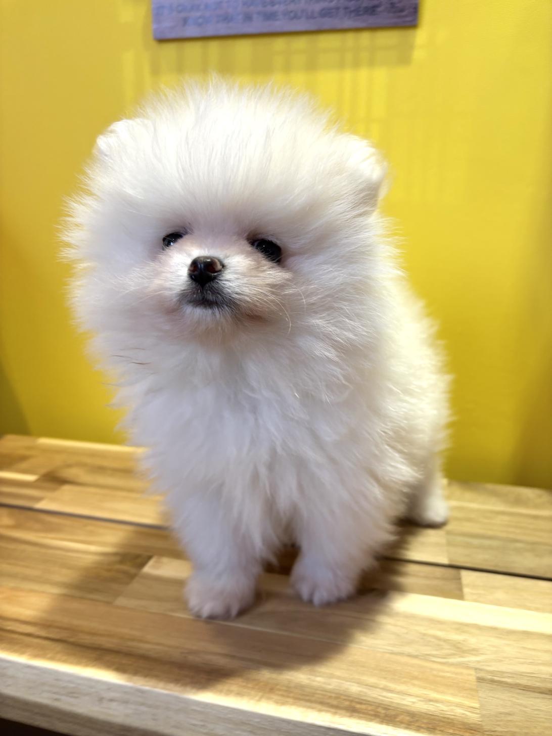 埼玉県のポメラニアン (ペッツスマイル南中野店/2026年1月15日生まれ/男の子/ホワイト)の子犬の3枚目の画像