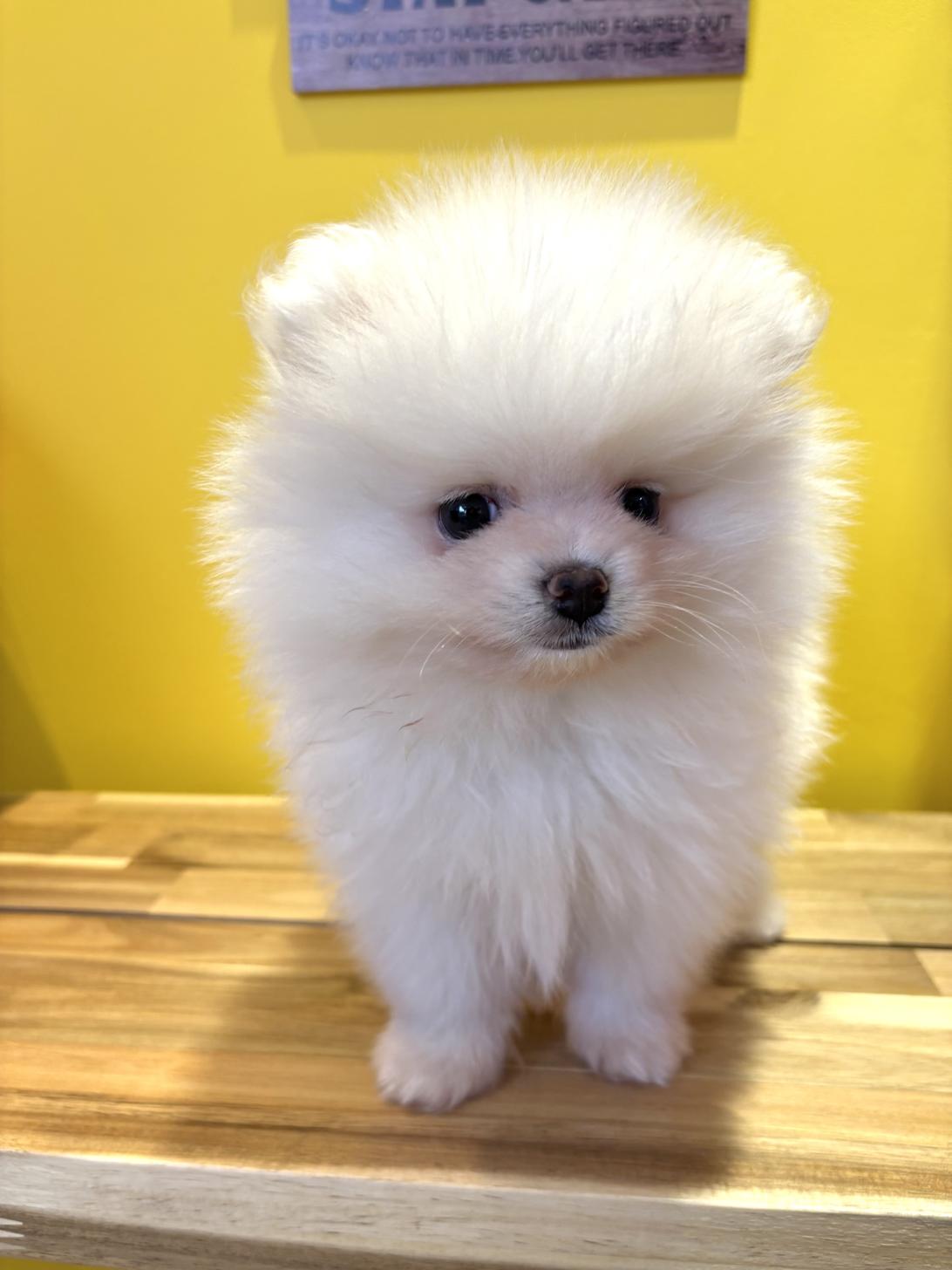 埼玉県のポメラニアン (ペッツスマイル南中野店/2026年1月15日生まれ/男の子/ホワイト)の子犬の4枚目の画像
