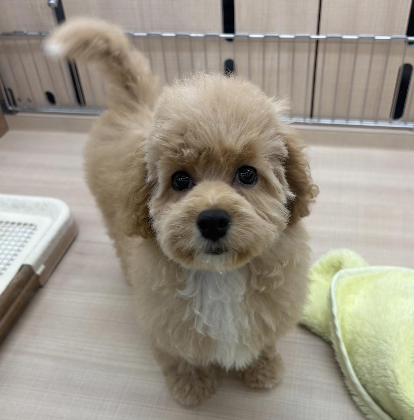 千葉県のマルプー(マルチーズ×プードル) (ペッツワン佐倉店/2026年1月3日生まれ/女の子/クリーム)の子犬