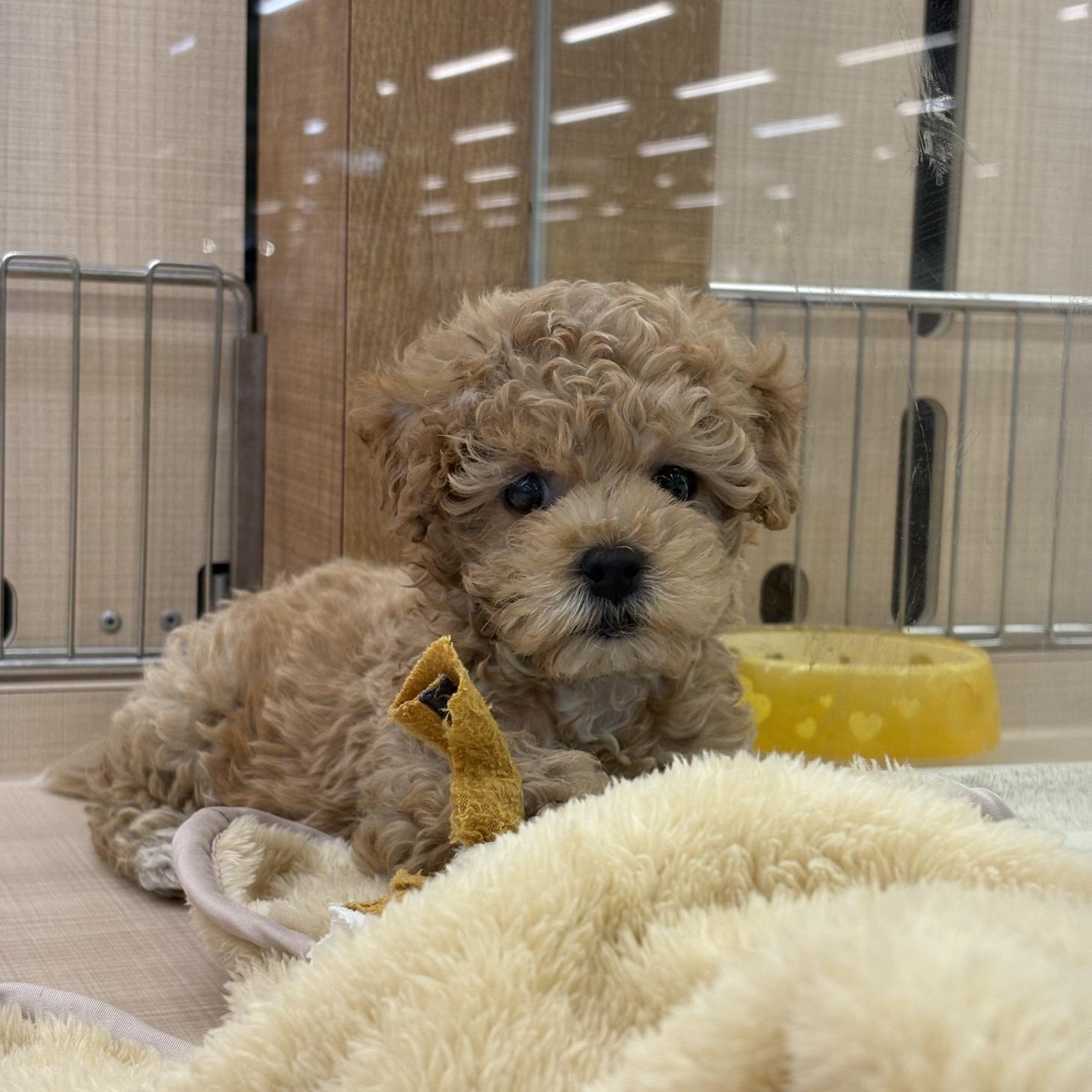 千葉県のマルプー(マルチーズ×プードル) (ペッツワン佐倉店/2026年1月3日生まれ/女の子/クリーム)の子犬