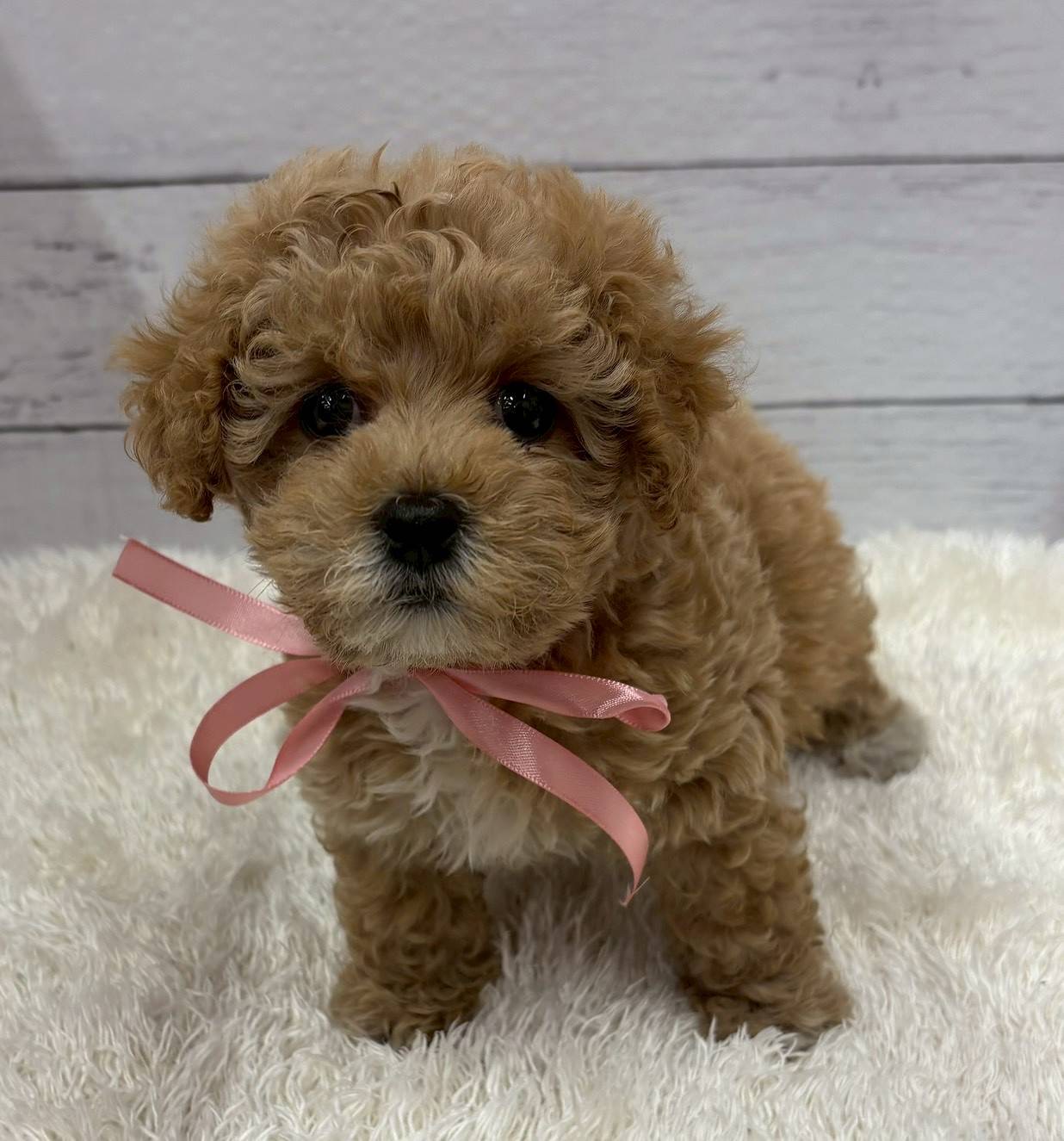 千葉県のマルプー(マルチーズ×プードル) (ペッツワン佐倉店/2026年1月3日生まれ/女の子/クリーム)の子犬の2枚目の画像