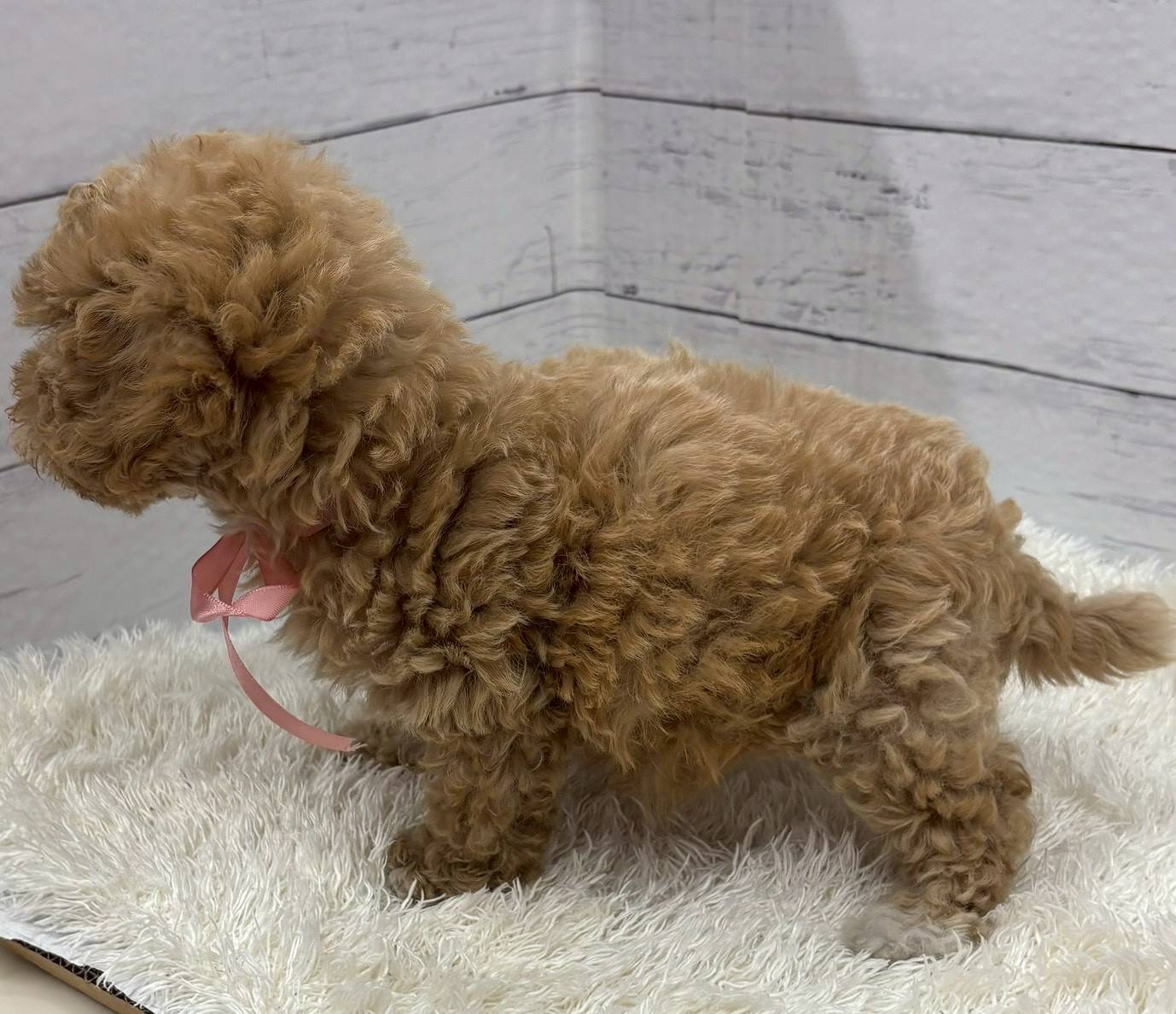 千葉県のマルプー(マルチーズ×プードル) (ペッツワン佐倉店/2026年1月3日生まれ/女の子/クリーム)の子犬の3枚目の画像