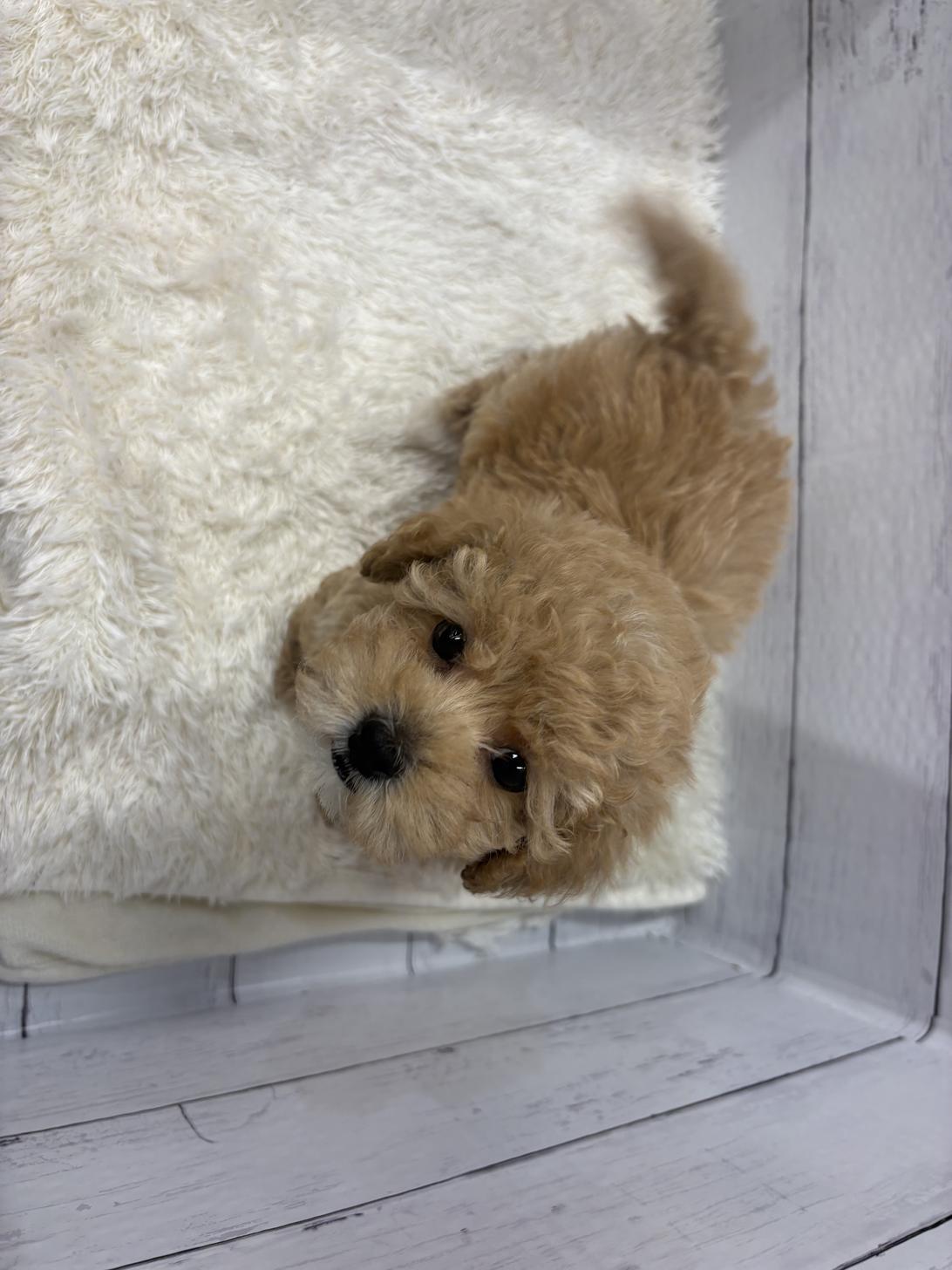 千葉県のマルプー(マルチーズ×プードル) (ペッツワン佐倉店/2026年1月3日生まれ/女の子/クリーム)の子犬の4枚目の画像