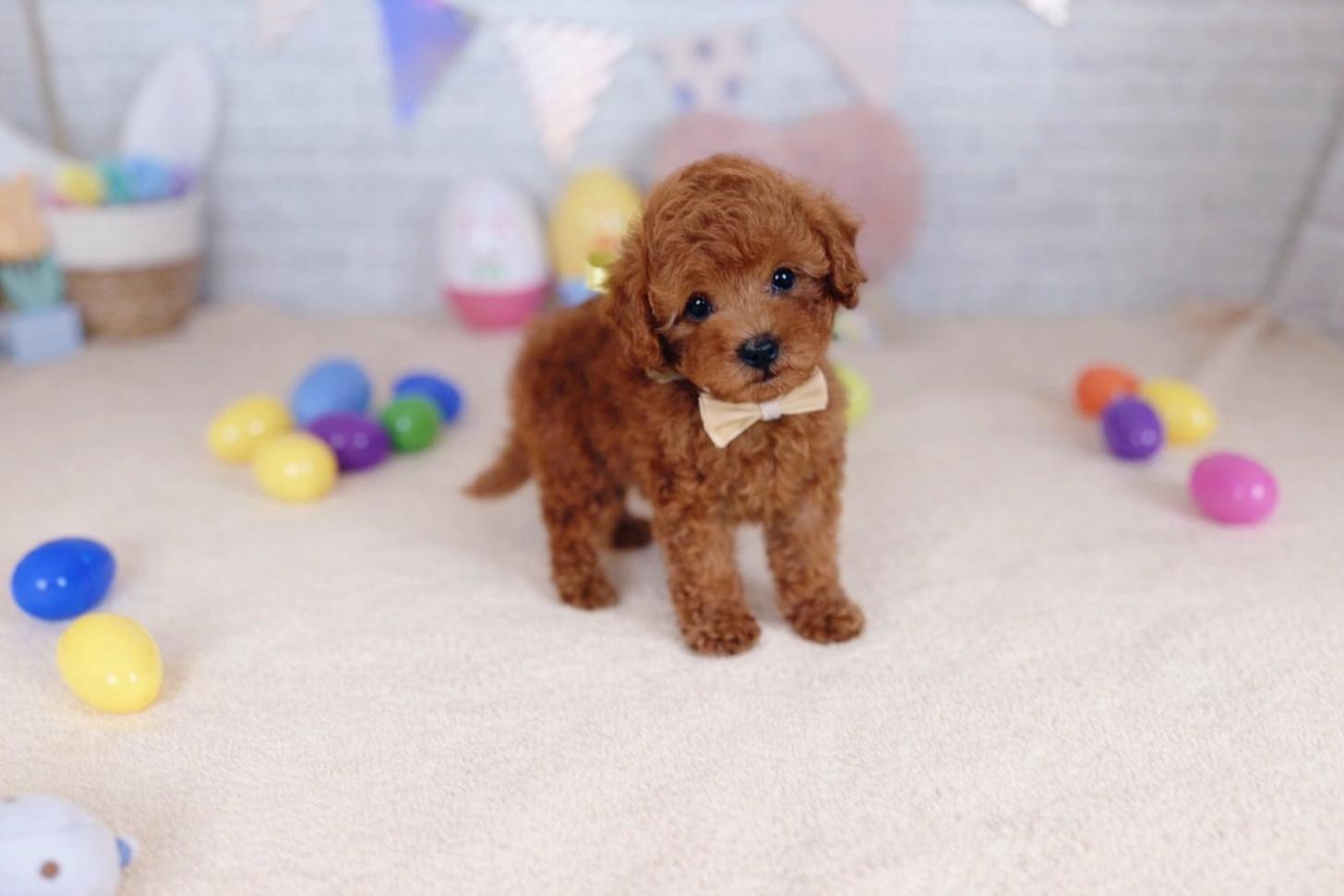 北海道のトイプードル(トイ) (ペットショップだんぼ/2026年1月8日生まれ/女の子/レッド)の子犬