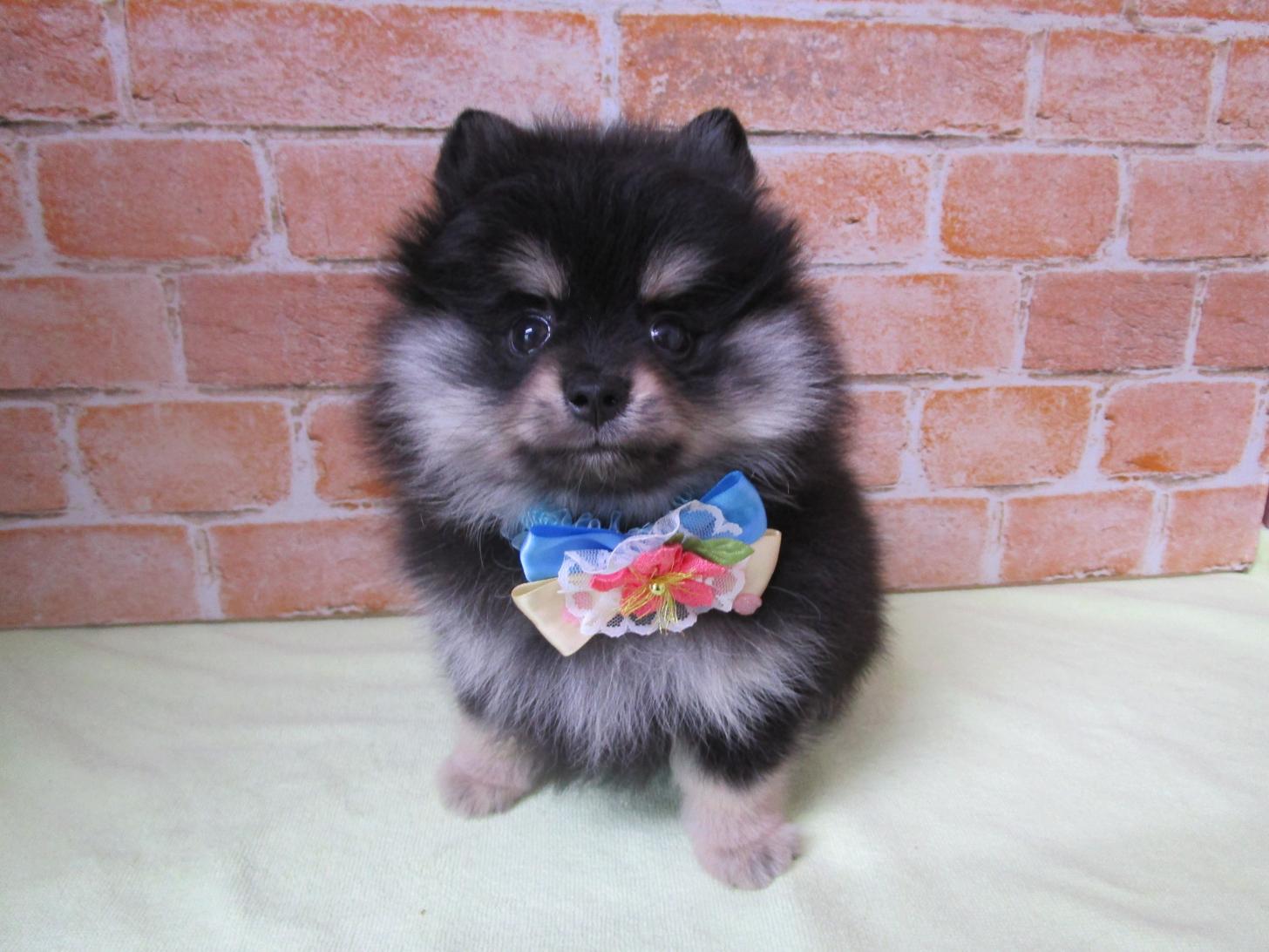 宮城県のポメラニアン (ズーズーカンパニー 八乙女店/2026年2月1日生まれ/男の子/ブラックタン)の子犬の1枚目の画像