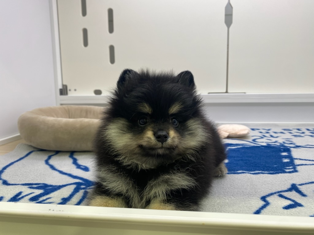 宮城県のポメラニアン (ズーズーカンパニー 八乙女店/2026年2月1日生まれ/男の子/ブラックタン)の子犬の2枚目の画像