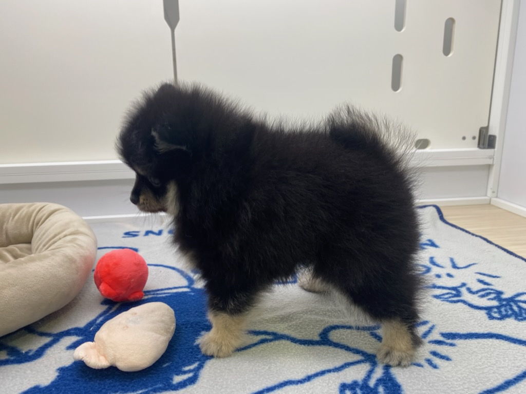 宮城県のポメラニアン (ズーズーカンパニー 八乙女店/2026年2月1日生まれ/男の子/ブラックタン)の子犬の3枚目の画像