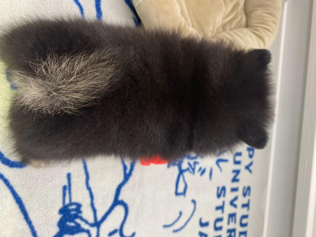 宮城県のポメラニアン (ズーズーカンパニー 八乙女店/2026年2月1日生まれ/男の子/ブラックタン)の子犬の4枚目の画像