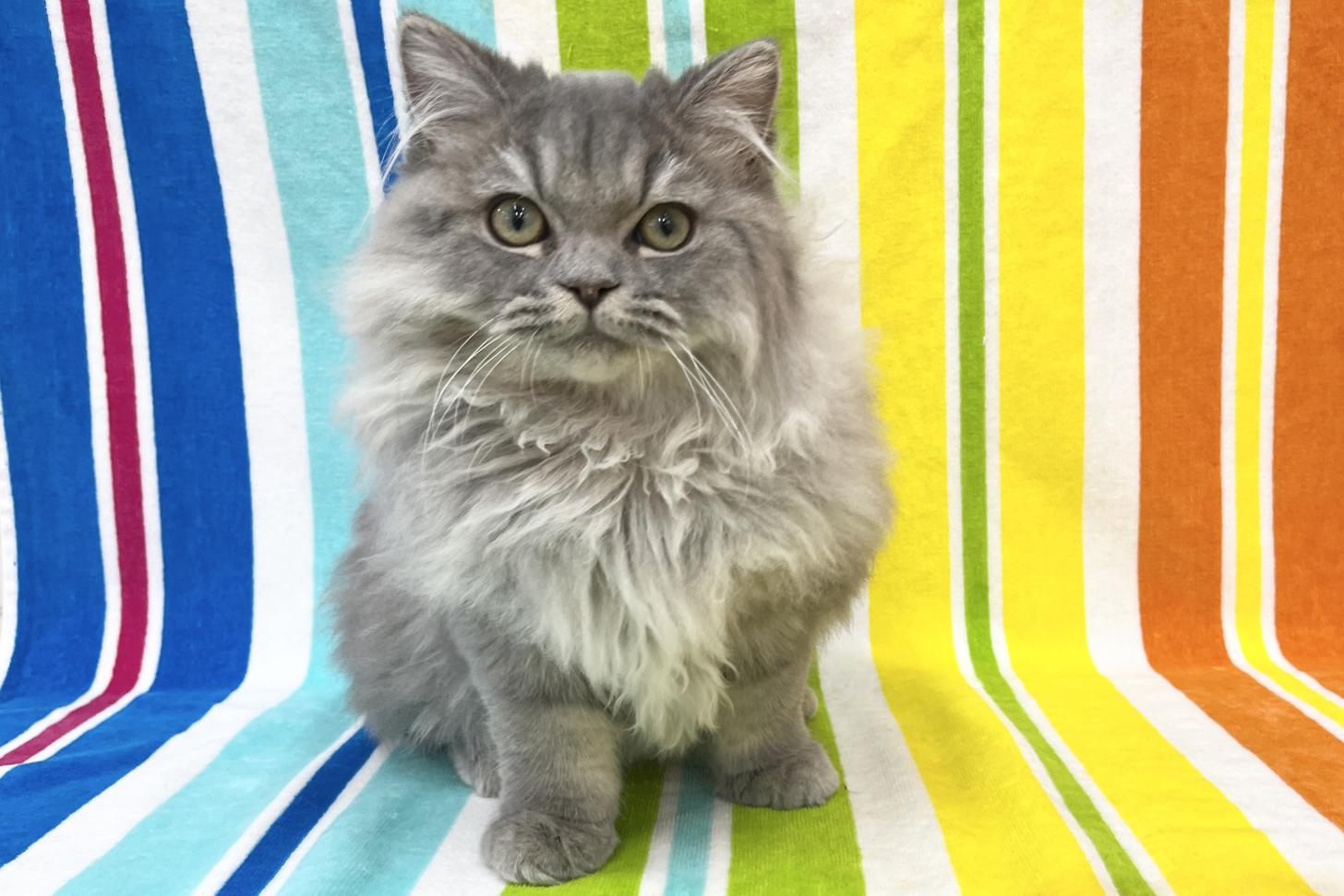 愛知県のミヌエット (ハピースペット一宮三条アミーゴ店/2025年9月1日生まれ/男の子/ブルータビー)の子猫の1枚目の画像